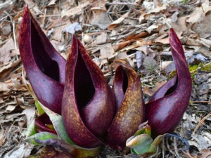 Skunk Cabbage