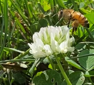 A white clover with a bee